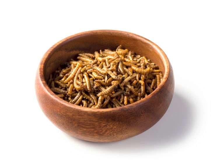Bowl of dried mealworms, a sustainable source of protein.